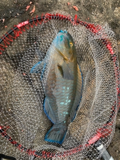 アオブダイの釣果