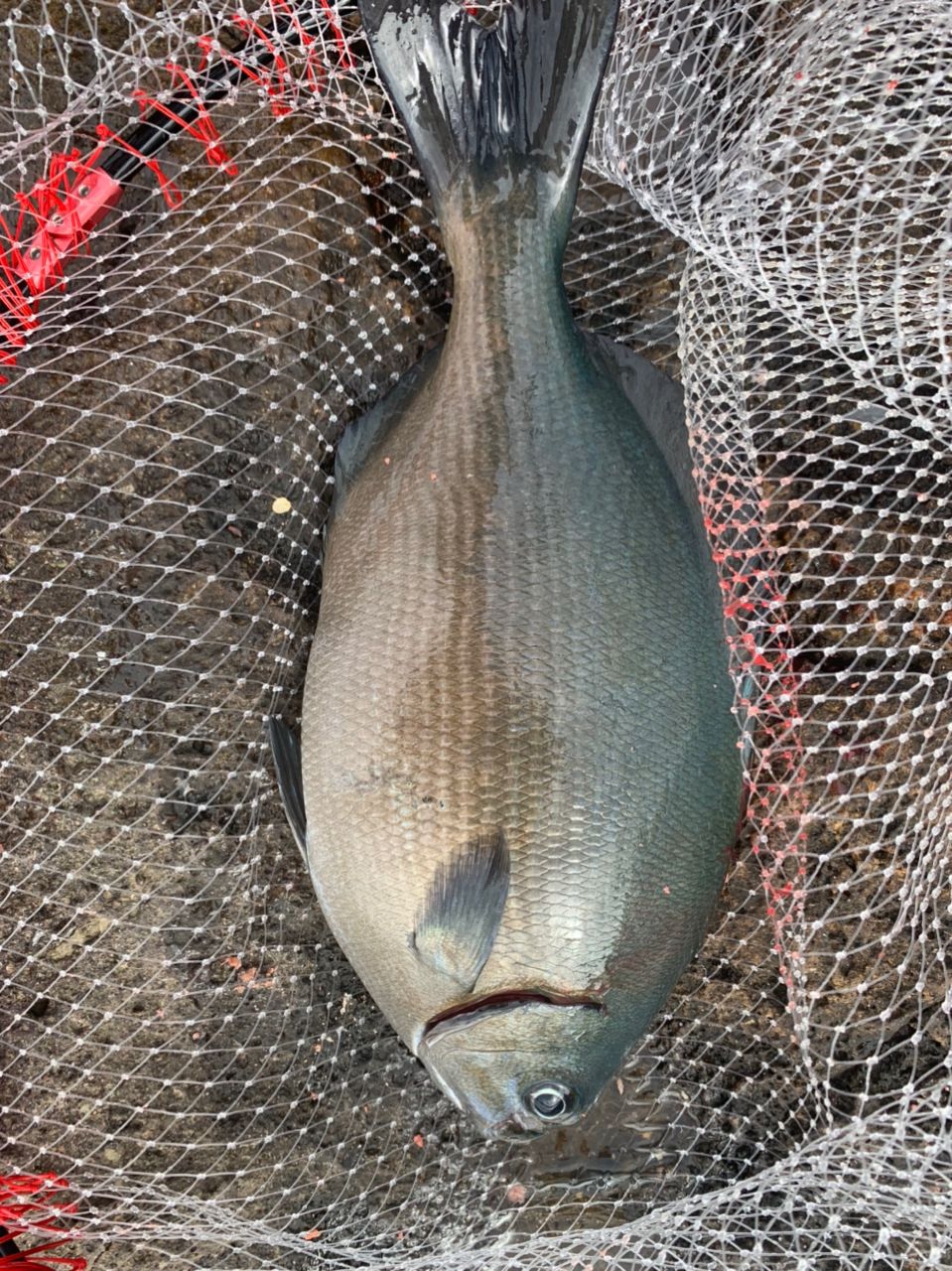 クサの上のフグさんの釣果 2枚目の画像