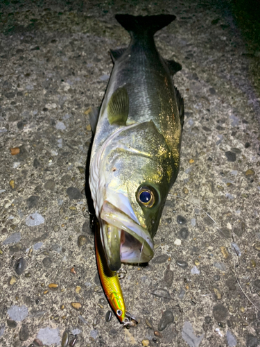 シーバスの釣果