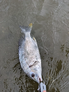 キビレの釣果