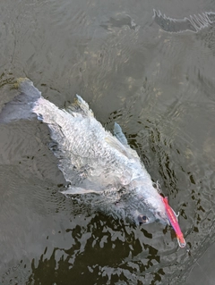 キビレの釣果