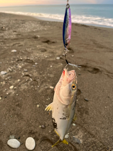 ワラサの釣果