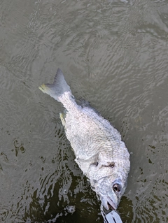 キビレの釣果