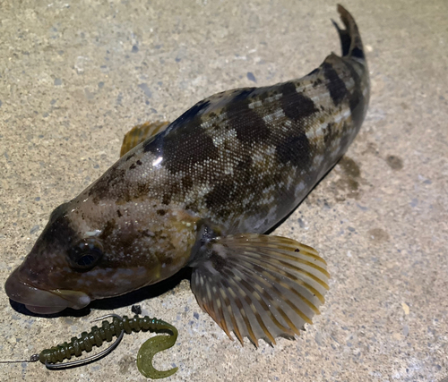 アイナメの釣果