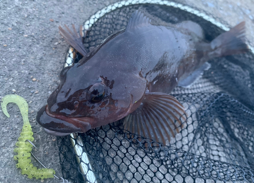 アイナメの釣果