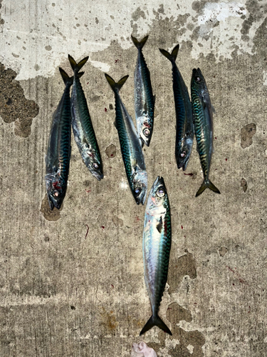 サバの釣果