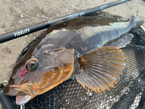 アイナメの釣果