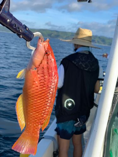 アカササノハベラの釣果