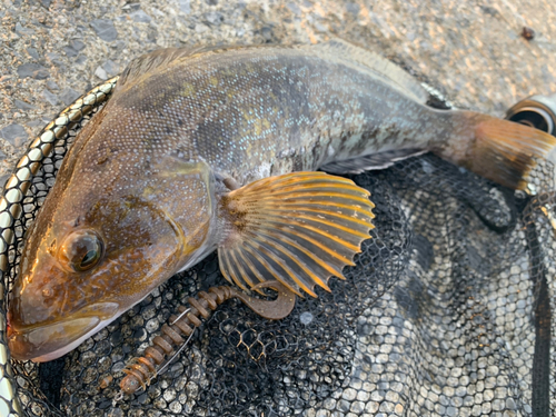 アイナメの釣果