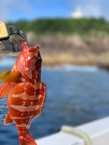 アカハタの釣果