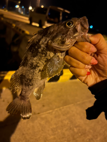 クロソイの釣果