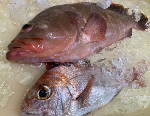 アコウの釣果