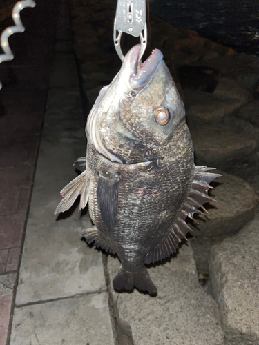 クロダイの釣果