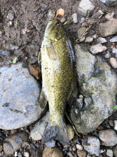 スモールマウスバスの釣果