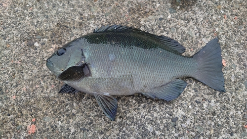 クチブトグレの釣果