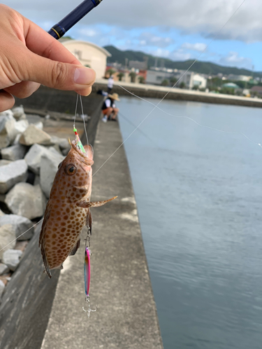 オオモンハタの釣果