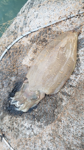 モンゴウイカの釣果