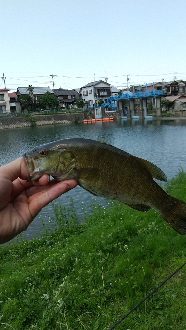 スモールマウスバス