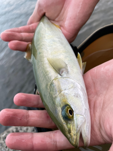 ヤズの釣果