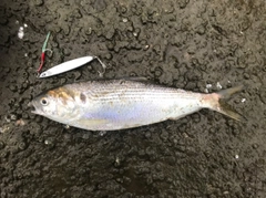 コノシロの釣果