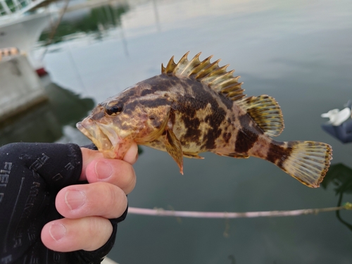 ベッコウゾイの釣果