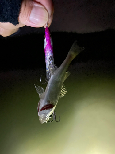 セイゴ（マルスズキ）の釣果