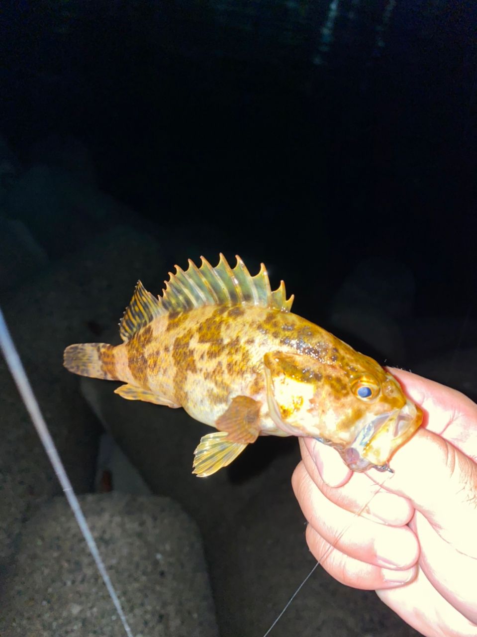 タケノコメバル