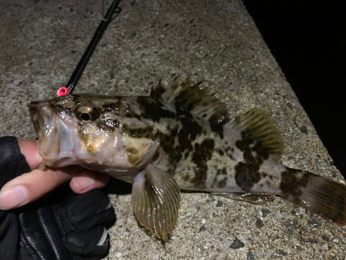 タケノコメバルの釣果