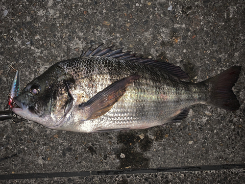 チヌの釣果