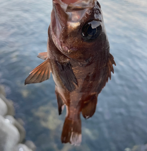 メバルの釣果