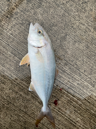 ショゴの釣果