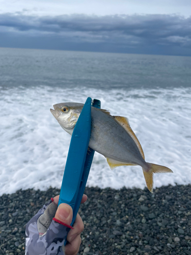 ショゴの釣果