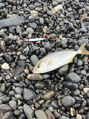 ショゴの釣果