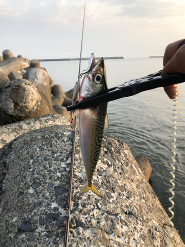 サバの釣果