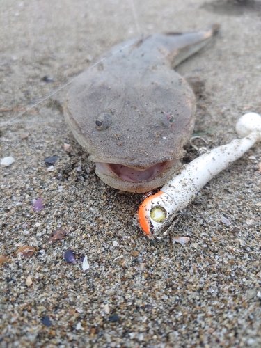 マゴチの釣果