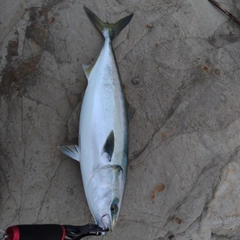 ワラサの釣果