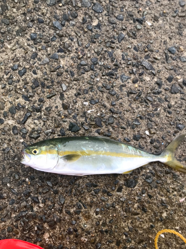 ツバスの釣果