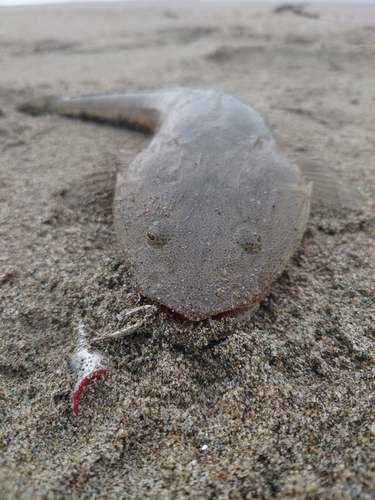 マゴチの釣果