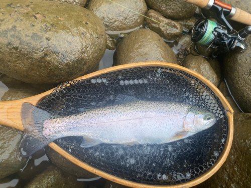 ニジマスの釣果