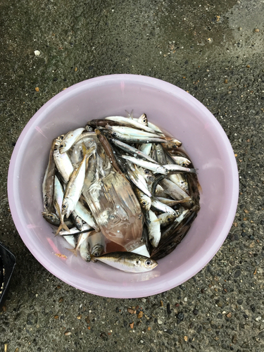 アジの釣果