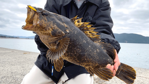 ベッコウゾイの釣果