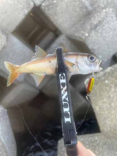 クロムツの釣果