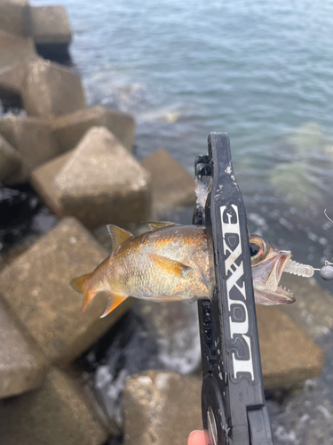 クロムツの釣果