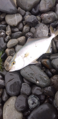 ショゴの釣果