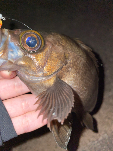 シロメバルの釣果