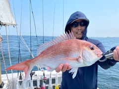 マダイの釣果