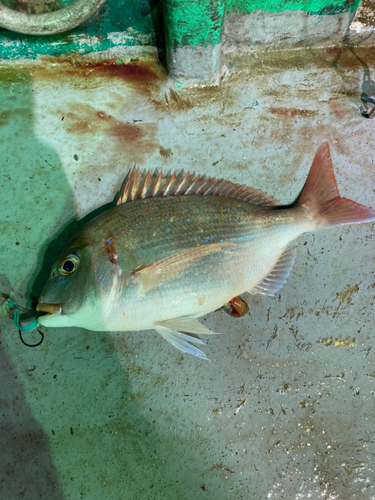 ハナダイの釣果