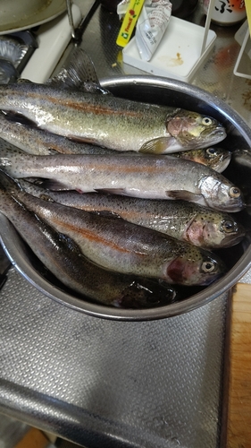 ニジマスの釣果