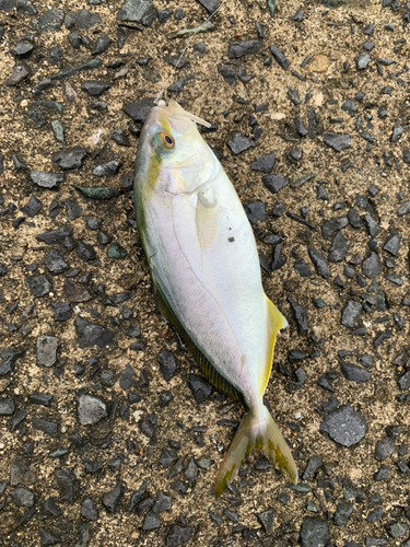 ショゴの釣果