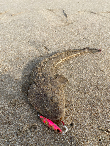 マゴチの釣果